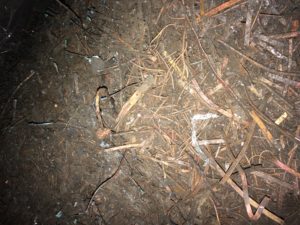 Copper Ash
